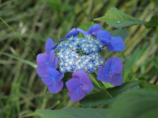 草むらに咲く紫の一輪の額紫陽花