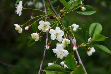 Apple blossoms
