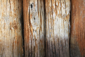 Wood texture. Old log wood a part of the trunk or a large branch of a tree were lined to make the wall.