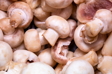mushrooms on a black background