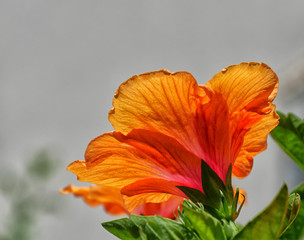 orange flower