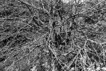 Abstract black and white photo of tree for abstract black and white background