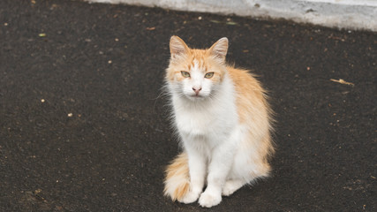 Photograph portrait of a sedentary cat. Street pet. Stray animals.