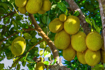Jackfruit