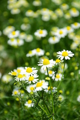Fototapeta premium Kamille - Kamillenblüten - Echte Kamille