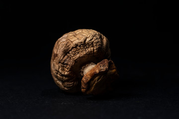 Dry mushroom on dark background