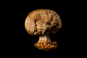 Dry mushroom on dark background