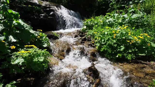 Summer waterfall with limpid water and yellow flowers in mountain forest.