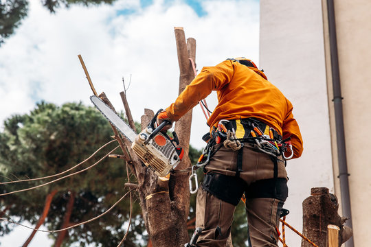 Woodcutter saws tree with chainsaw on sawmill