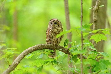 Barred Owl Perched in Tree in Spring, Portrait