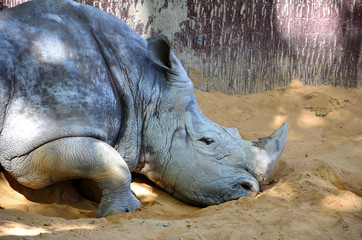 Very Old Southern White Rhinoceros Resting