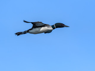 Common Loon in Flight on Blue Sky