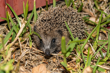 Igel-Jungtier