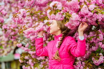Kid on pink flowers of sakura tree background. Kid enjoying pink cherry blossom. Tender bloom. Pink is the most girlish color. Bright and vibrant. Pink is my favorite. Little girl enjoy spring