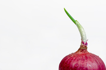 red onion isolated on white background