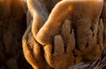 Obraz premium Naturschwämme im warmen Sonnen Abendlicht, geerntet für die Körperpflege