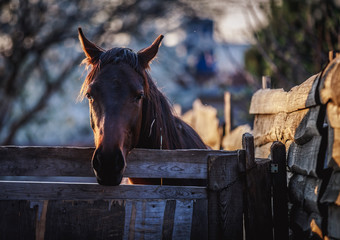 Black horse posing in the setting sun