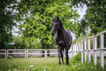 Black horse running around the huge grass pens