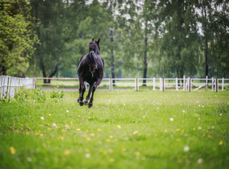 Black horse running around the huge grass pens