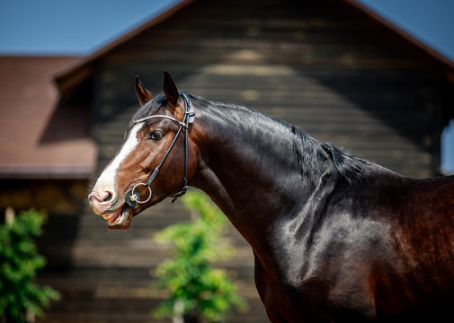 Handsome black stallion with a powerful neck poses for a photo