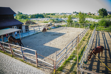 Horses are walking in the pen, view from above