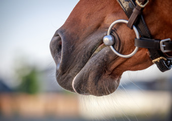 The nose of the red horse is close