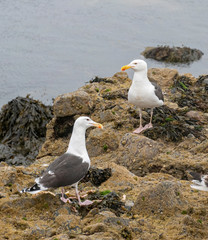 Close up view of Great Black-backed Gull (Larus marinus)