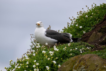 Close up view of Great Black-backed Gull (Larus marinus)