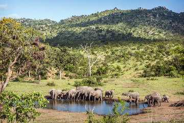 African bush elephant in Kruger National park, South Africa