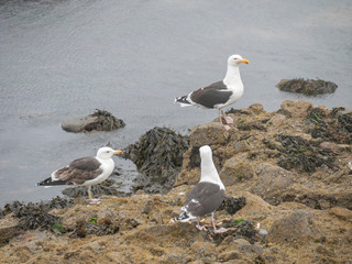 Close up view of Great Black-backed Gull (Larus marinus)