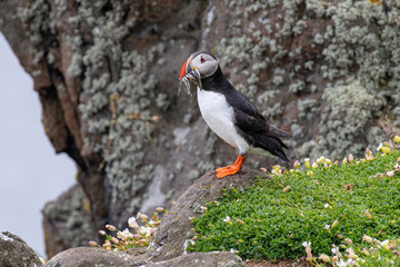 Atlantic Puffin (Fratercula arctica) at isle of May, Scotland