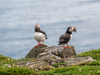 Atlantic Puffin (Fratercula arctica) at isle of May, Scotland