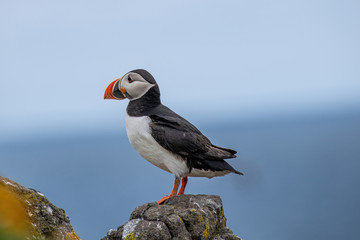 Atlantic Puffin (Fratercula arctica) at isle of May, Scotland