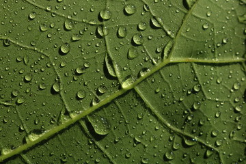 Closed up green leaf with rain drop
