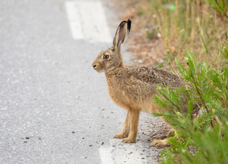 A small hare sitting at the roadside.