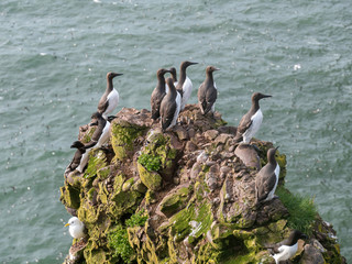 A guillemot (Uria aalge) on a cliff edge on the Isle of May