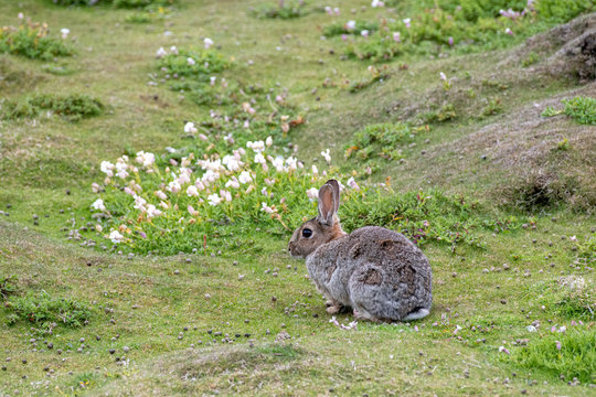 European rabbit or common rabbit, Oryctolagus cuniculus