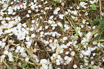 Beautiful white Jasmine petals, background, textured