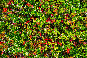 closeup red beggy in a grass, natural background