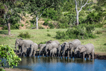 Fototapeta premium African bush elephant in Kruger National park, South Africa