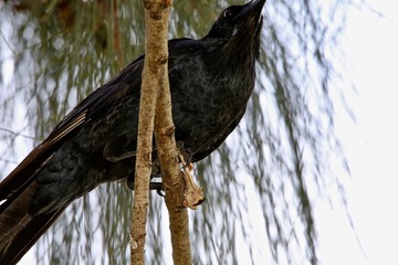 crow