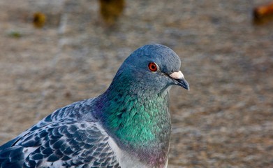 pigeon