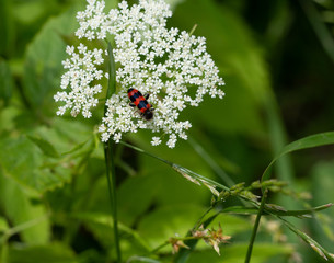 Red beetle with black stripes on a white flower. A dangerous pest of bees.