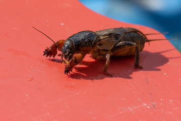 Very big medvedka or mole cricket on the red background. Close-up or macro photography. Sunny...