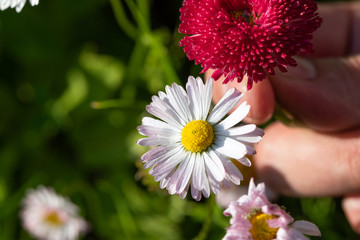 Flowers in hand. Daisy in the foreground. Fuchsia and white color.
