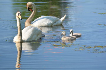 Fototapeta premium Schwanfamilie
