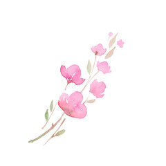 Cherry blossom,  sakura. sketch painting.  Branch with pink flowers, watercolor illustration