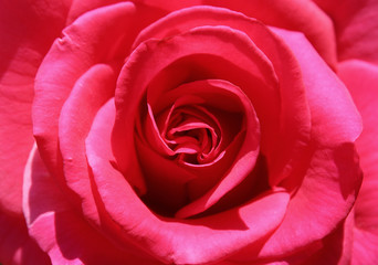 Pink rose flower, macro photography, my organic garden