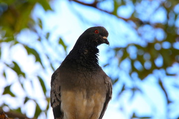 pigeon