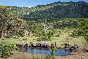 African bush elephant in Kruger National park, South Africa